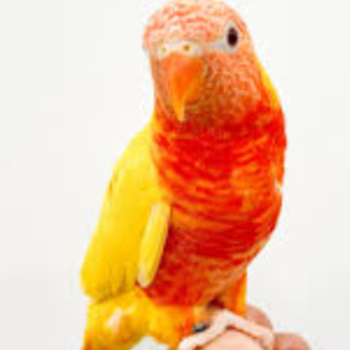 Rainbow Lorikeet - Image 3