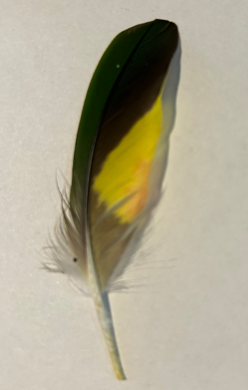 Feathers- C02